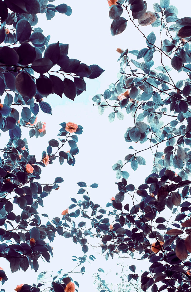 Serene forest scenery